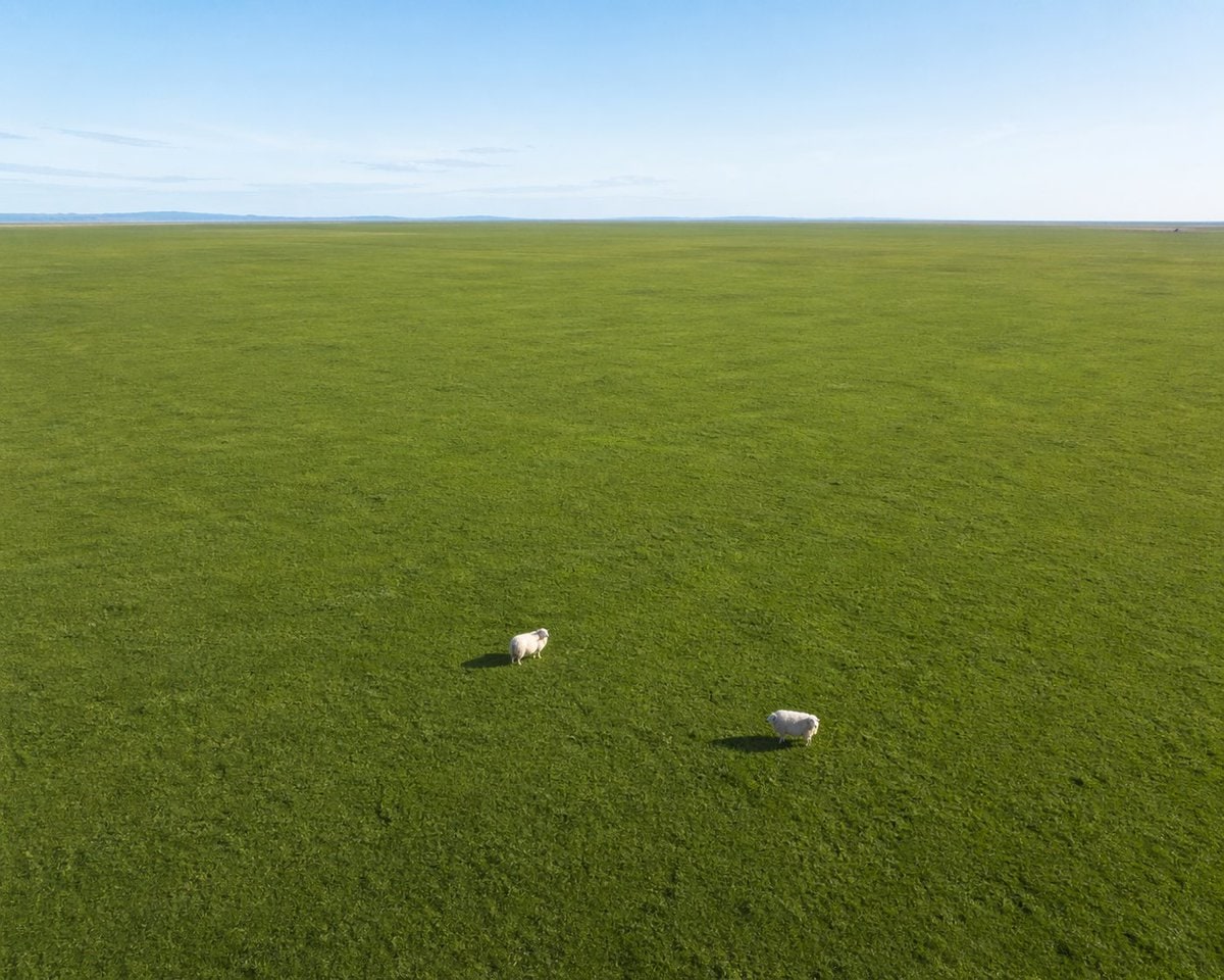 Aerial View of Vast Grassy Plain with Two Sheep