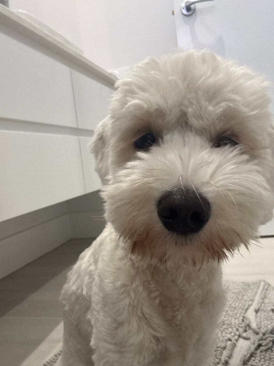 将宠物置入电影场景