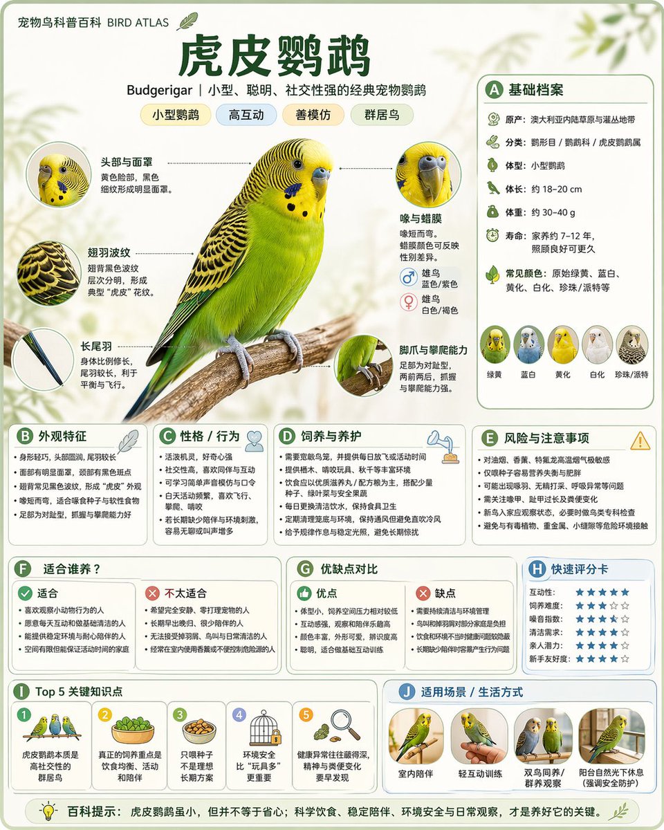 百科全书风格信息图生成器
